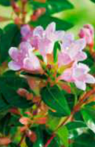 abelia