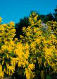 acacia