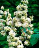 aesculus