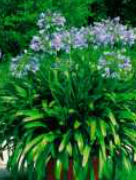 agapanthus