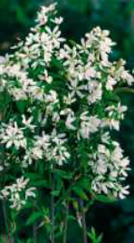 amelanchier