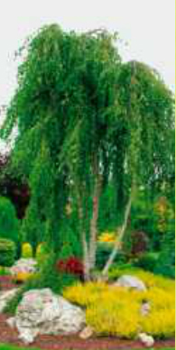 betula