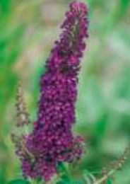 buddleia