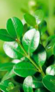 buxus