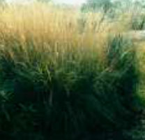 calamagrostis