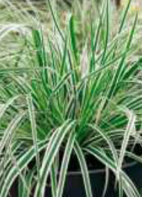 carex1