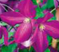 clematis
