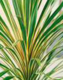 cordyline