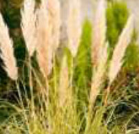 cortaderia-voir-graminees