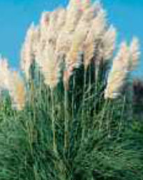 cortaderia