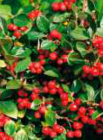 cotoneaster