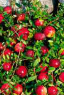 cranberry