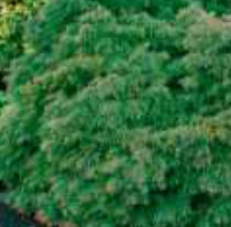 cryptomeria