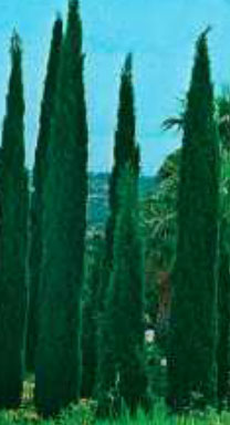 cupressus