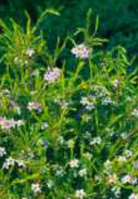 dracaena-voir-cordyline