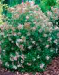 eupatorium