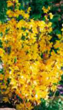 forsythia