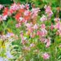 gaura