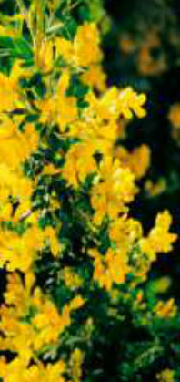 genista