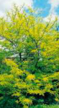 gleditsia