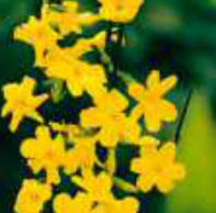 jasminum