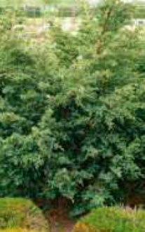 juniperus