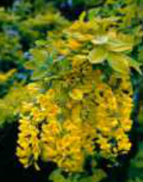 laburnum