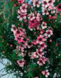 leptospermum