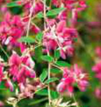 lespedeza