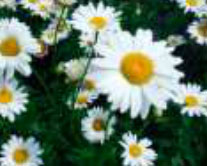 leucanthemum