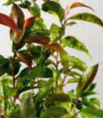 leucothoe