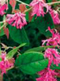 loropetalum