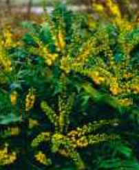 mahonia
