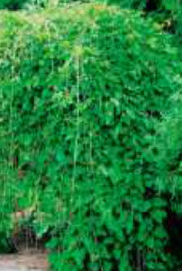 miscanthus-voir-graminees