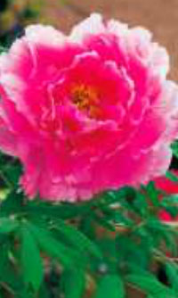 paeonia
