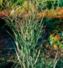 panicum