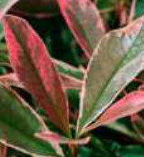 photinia