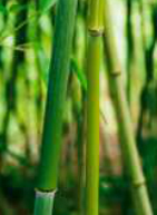 phyllostachys