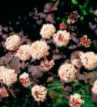 physocarpus