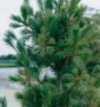 pinus