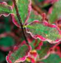 pittosporum