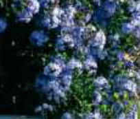 plumbago
