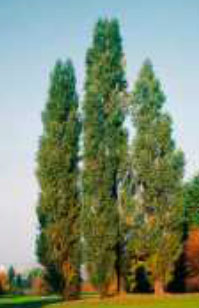 populus