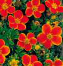 potentilla