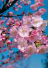 prunus