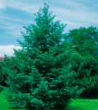 pseudotsuga