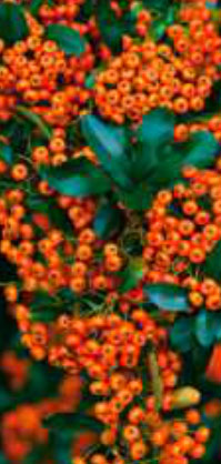 pyracantha
