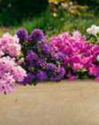 rhododendran