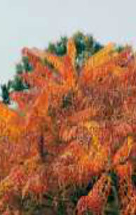 rhus