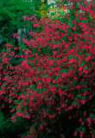 ribes